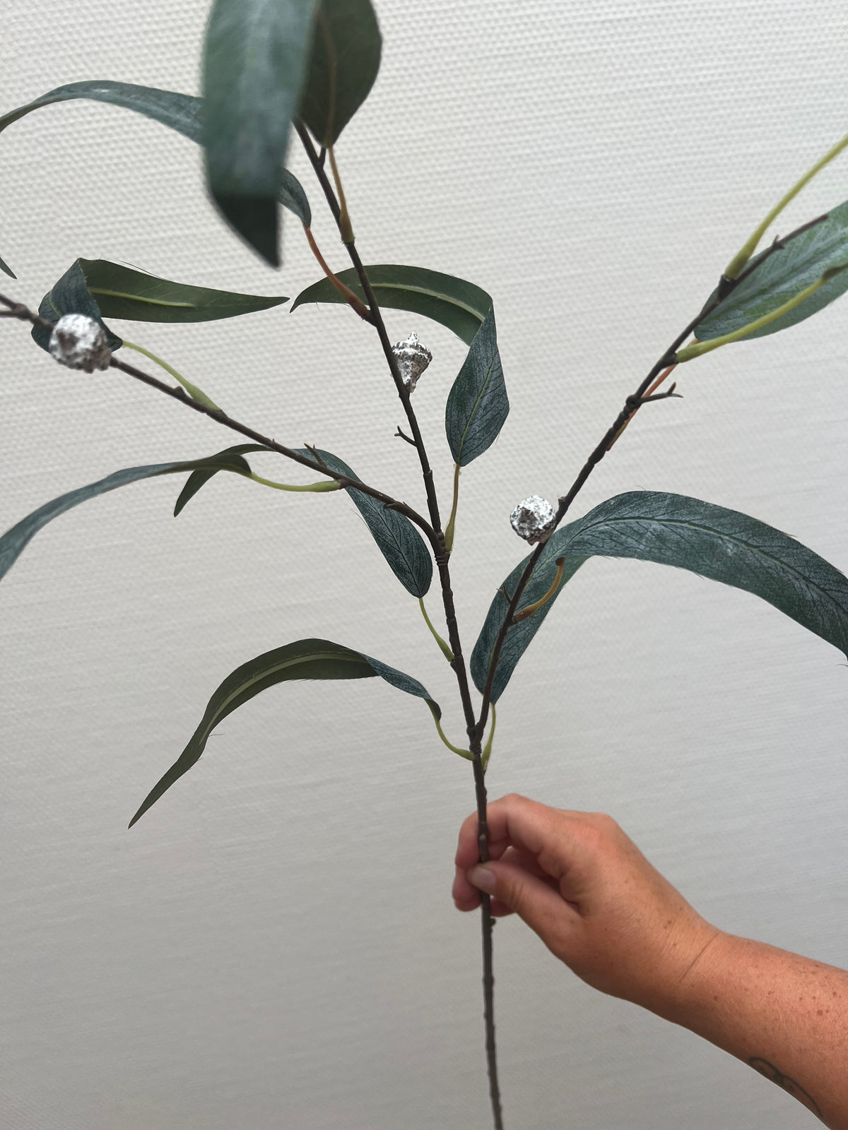 Eucalyptus tak