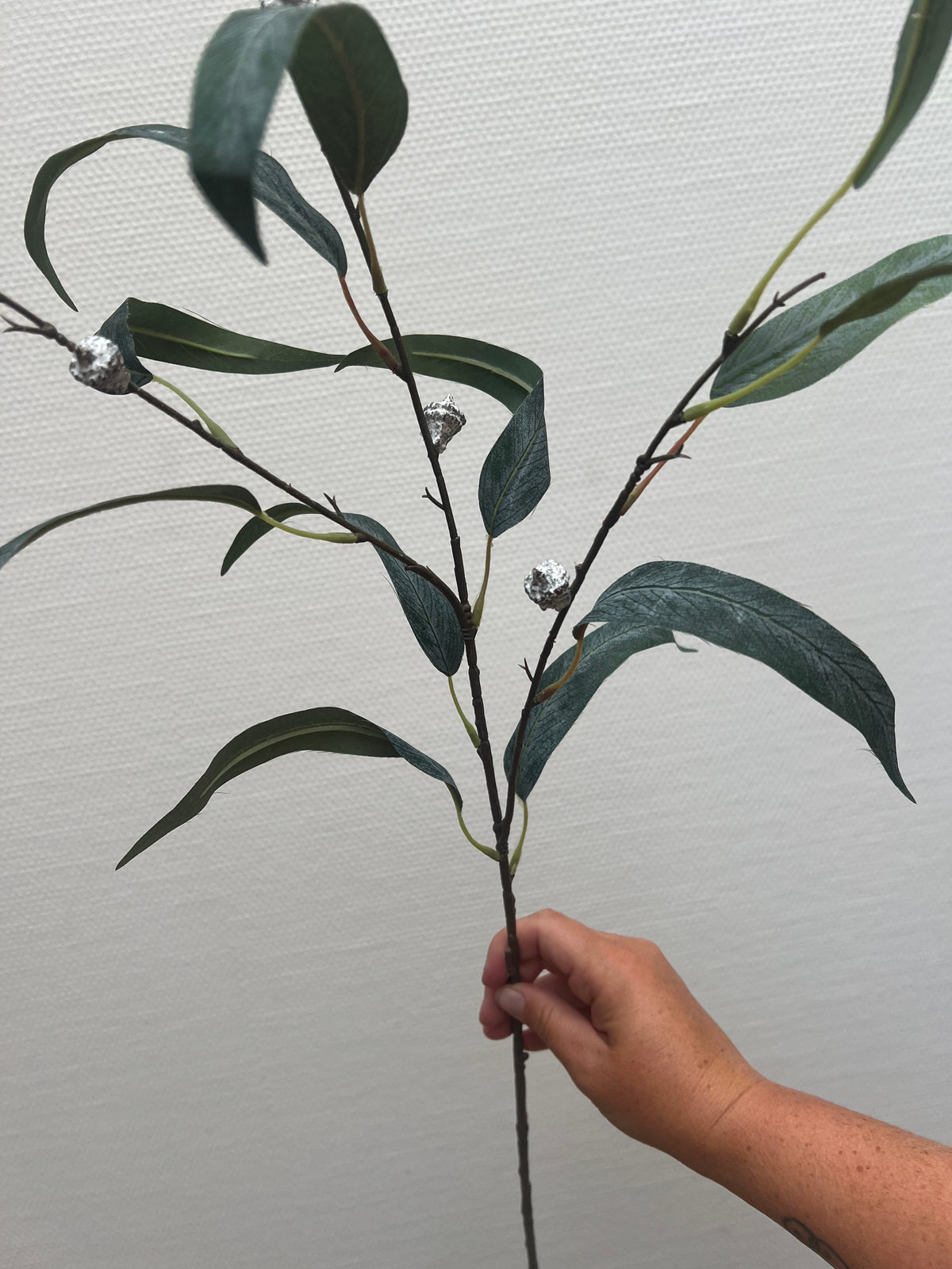 Eucalyptus tak