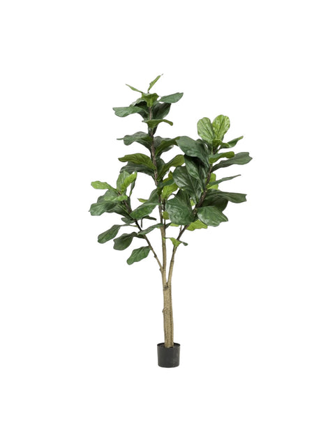 Ficus Lyrata - 180cm: Levensechte Uitstraling zonder Onderhoud