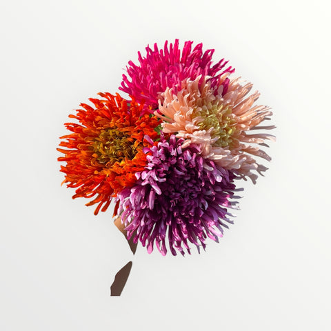 Chrysant